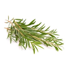 TEA TREE