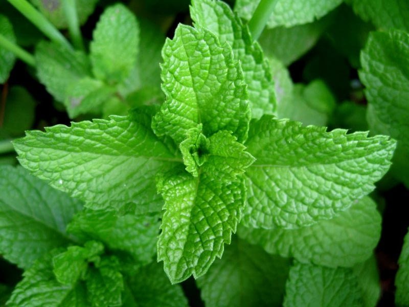 MENTA