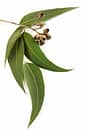 Cum folosim uleiul de Eucalyptus Radiata