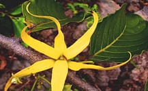 Ylang Ylang