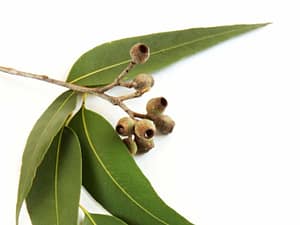 Cum folosim uleiul de Eucalyptus Radiata