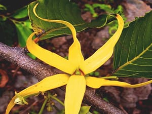 Ylang Ylang